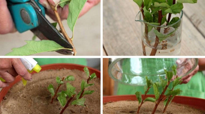 Reproduction of spirea by cuttings in the summer for beginners: rooting methods and further actions