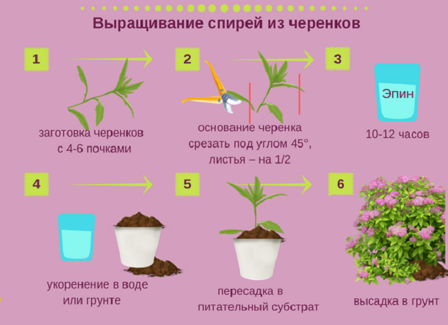 Reproduction of spirea by cuttings in the summer for beginners: rooting methods and further actions
