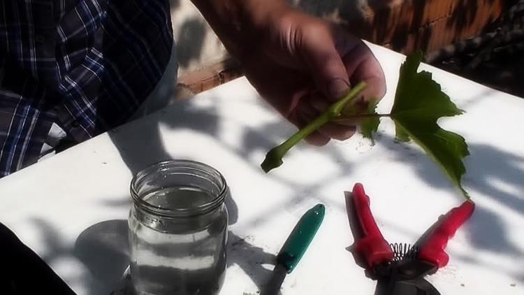 A guide to propagating grapes with green cuttings in summer