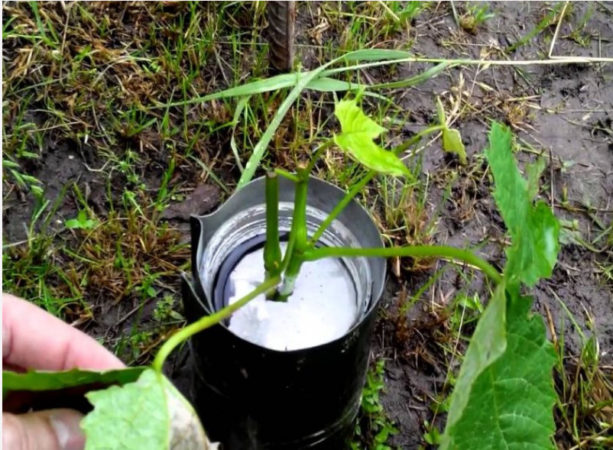 A guide to propagating grapes with green cuttings in summer