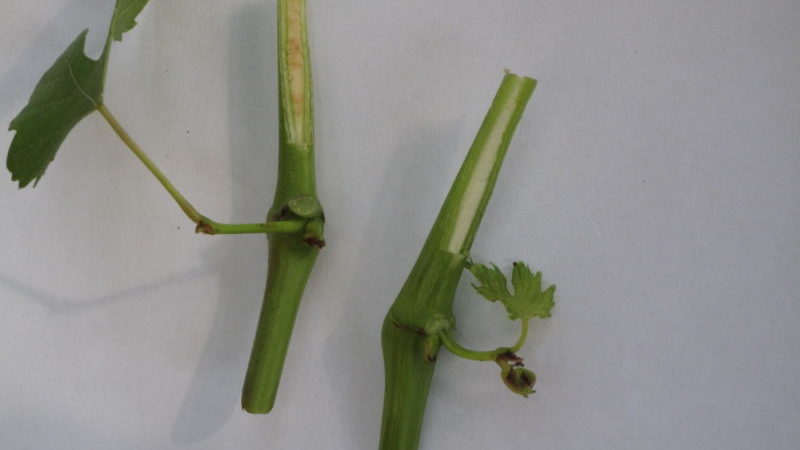 A guide to propagating grapes with green cuttings in summer