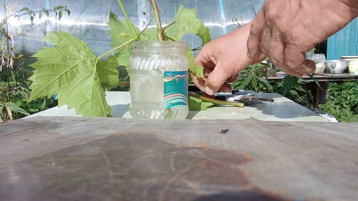 A guide to propagating grapes with green cuttings in summer