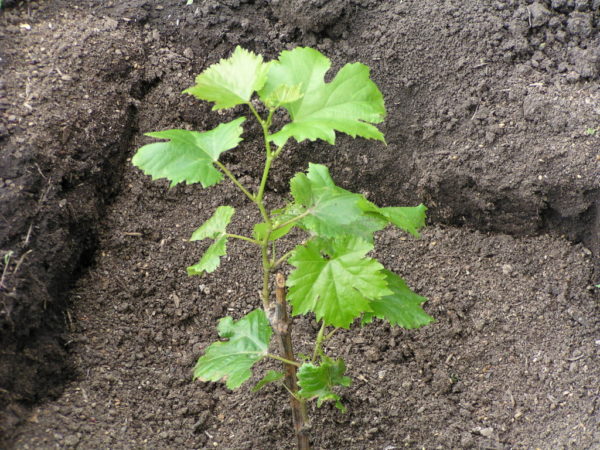 A guide to propagating grapes with green cuttings in summer