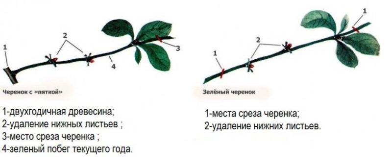 DIY step-by-step instructions for cutting cherries in the summer