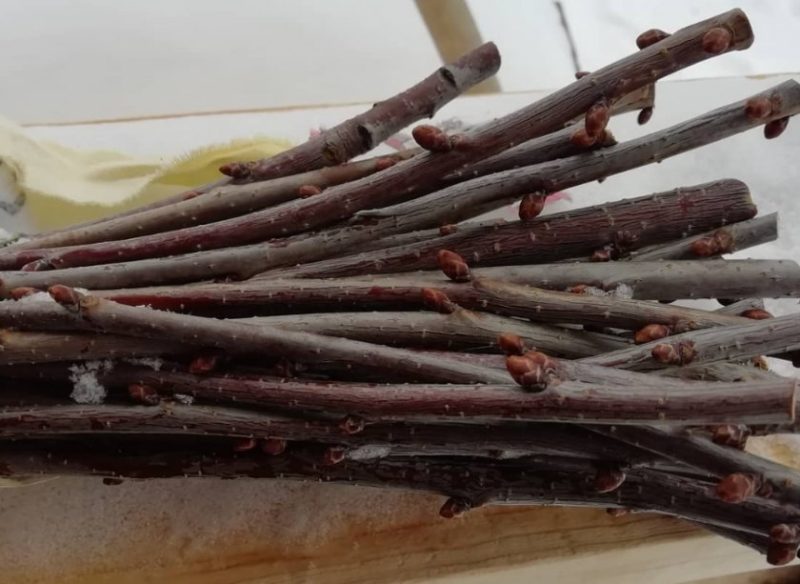 DIY step-by-step instructions for cutting cherries in the summer