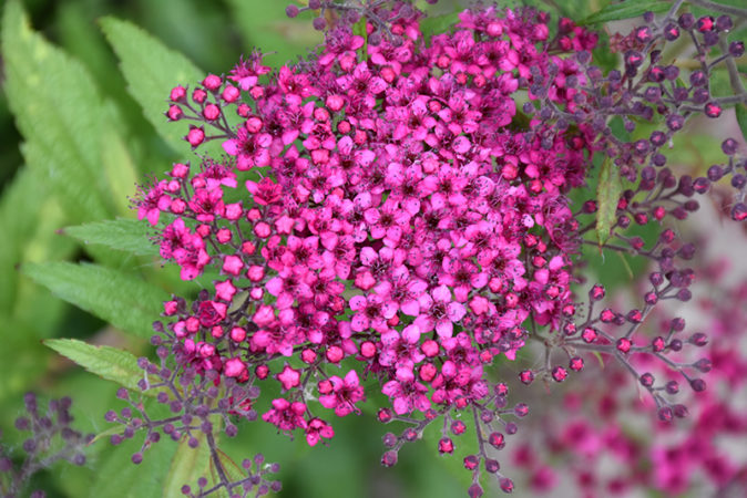Reproduction of spirea by cuttings in the summer for beginners: rooting methods and further actions
