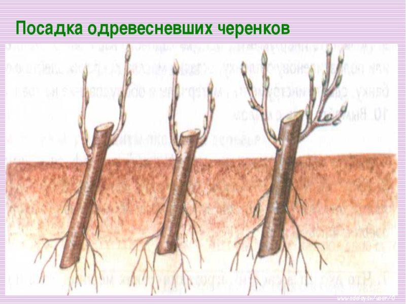Peach propagation methods by cuttings in summer: instructions and useful tips