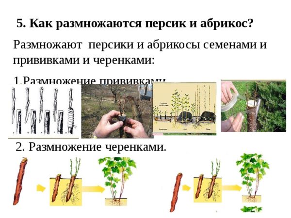 Peach propagation methods by cuttings in summer: instructions and useful tips