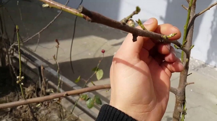 Peach propagation methods by cuttings in summer: instructions and useful tips