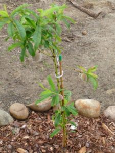 Peach propagation methods by cuttings in summer: instructions and useful tips