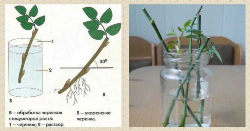 When and how to propagate rose hips by cuttings in summer correctly