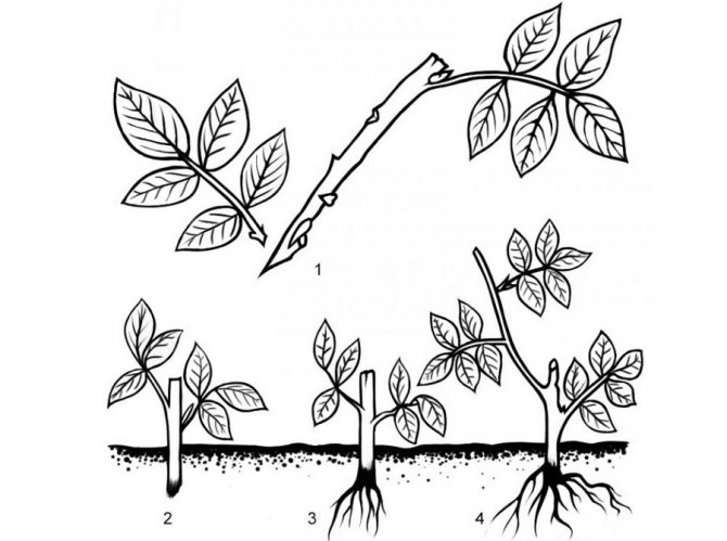 When and how to propagate rose hips by cuttings in summer correctly