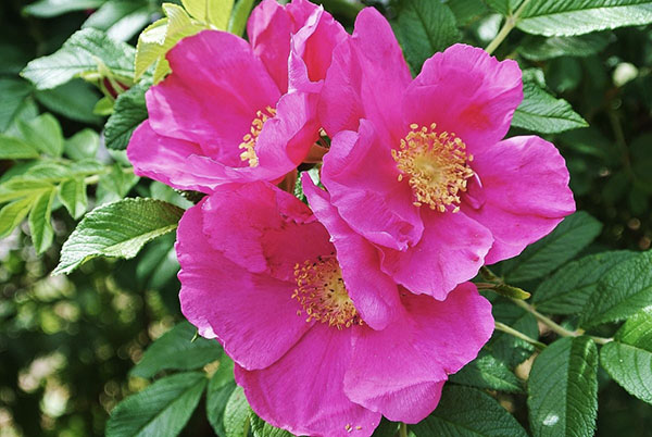 When and how to propagate rose hips by cuttings in summer correctly