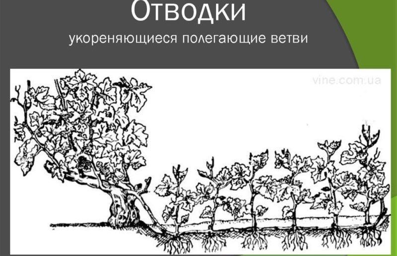 Instructions for beginner winegrowers: how to propagate grapes by layering in summer