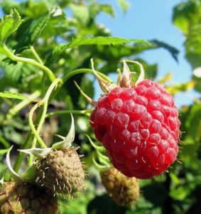 How to pinch remontant raspberries in the summer and is this procedure necessary
