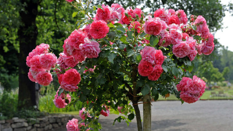 Instructions for beginner gardeners: how to propagate a climbing rose with cuttings in the summer in stages