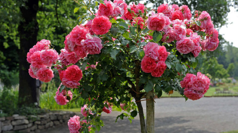 The best winter-hardy varieties of climbing roses that bloom all summer