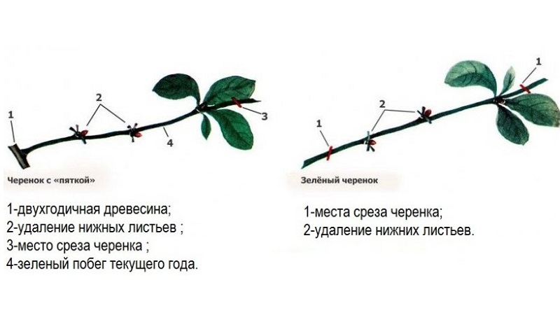 Summer cherry cuttings guide: from choosing cuttings to caring for a new tree