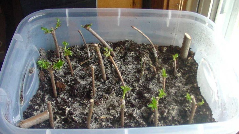 Summer cherry cuttings guide: from choosing cuttings to caring for a new tree