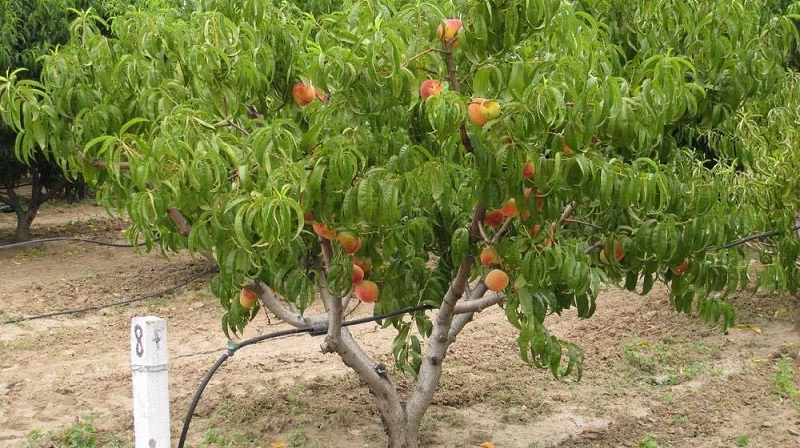 A beginner's guide to watering a peach correctly in summer