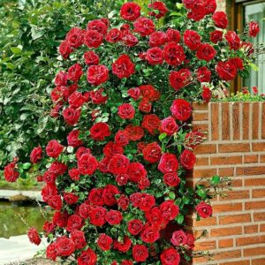 The best winter-hardy varieties of climbing roses that bloom all summer