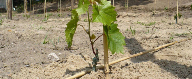 Step-by-step instructions for planting grape seedlings in summer for beginner winegrowers