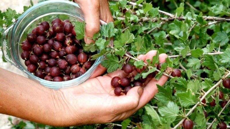 When gooseberries ripen and how to determine their maturity