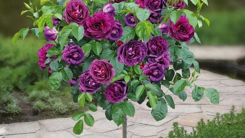 How to grow purple roses and which varieties to choose