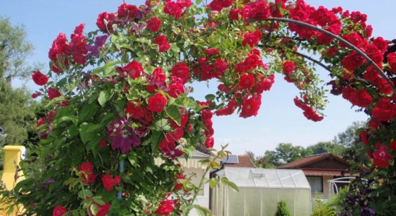 The best winter-hardy varieties of climbing roses that bloom all summer