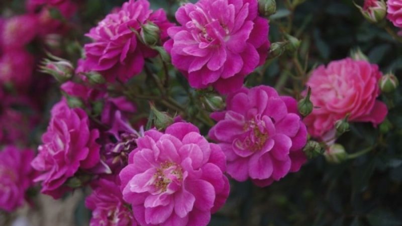 The best winter-hardy varieties of roses blooming all summer and the peculiarities of their cultivation