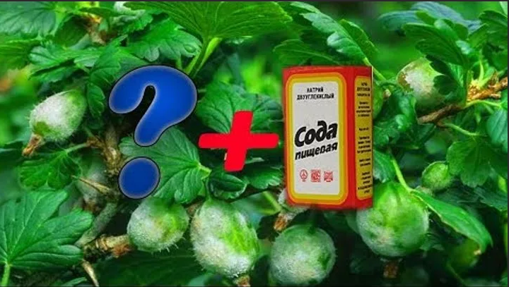 How to properly use powdery mildew soda on gooseberries: recipes and processing recommendations