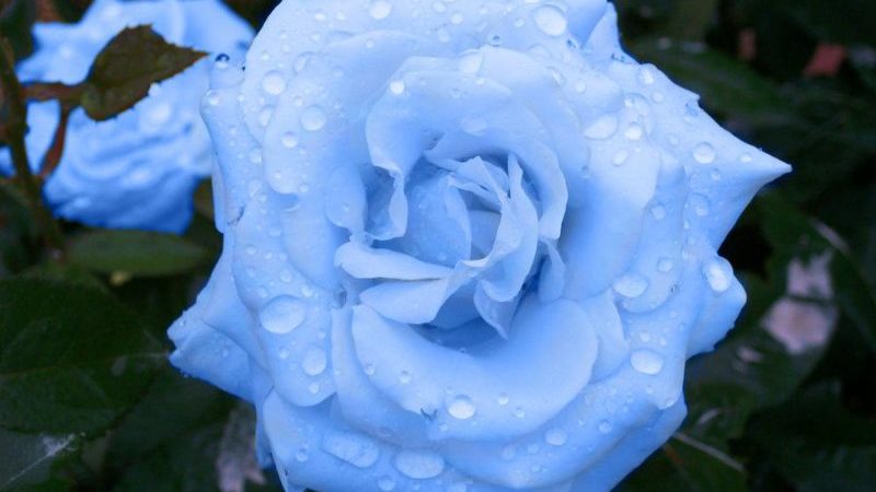 How to grow purple roses and which varieties to choose