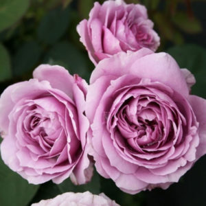 How to grow purple roses and which varieties to choose
