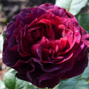 How to grow purple roses and which varieties to choose