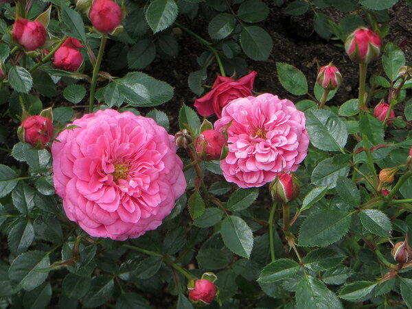 How to grow purple roses and which varieties to choose