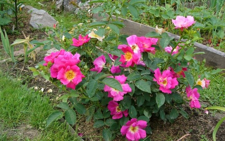 How to grow purple roses and which varieties to choose
