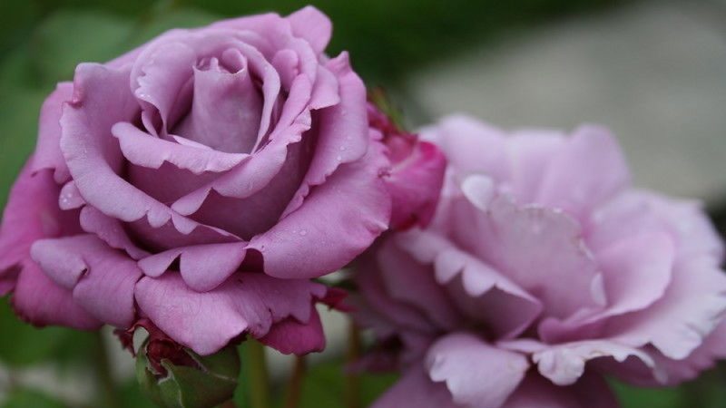 How to grow purple roses and which varieties to choose