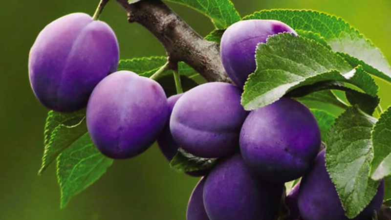 Instructions for propagating plums by cuttings in summer: from preparing cuttings to caring for a seedling