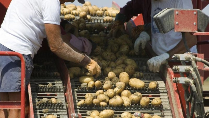 Device for sorting potatoes and how to make it yourself