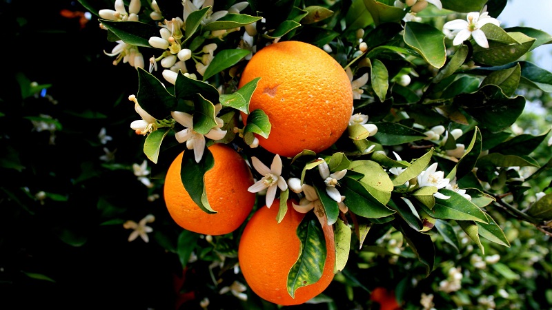 Citrus harvest: when oranges ripen around the world