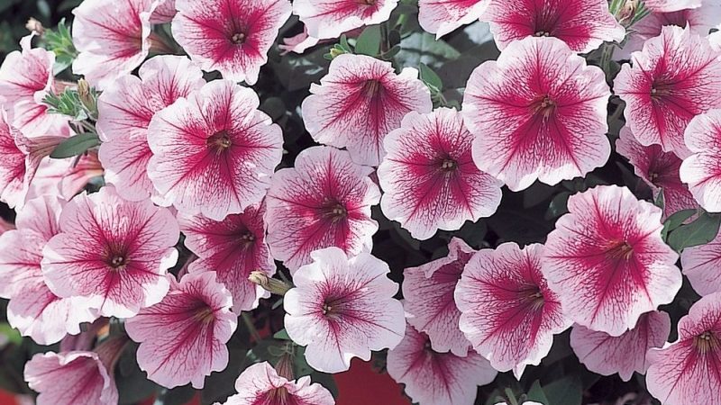Review of popular varieties of petunias of the Opera series and their features