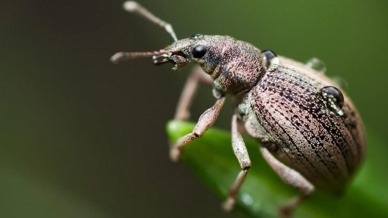 How to properly and how to spray apple trees from pests in summer