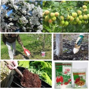 A step-by-step guide to planting a closed-root apple tree in summer