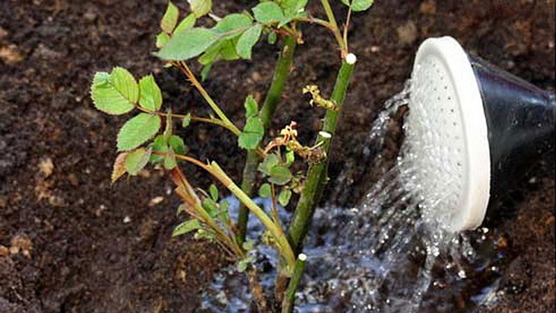 Instructions for beginner growers: how to prune roses after flowering in summer so that they bloom again