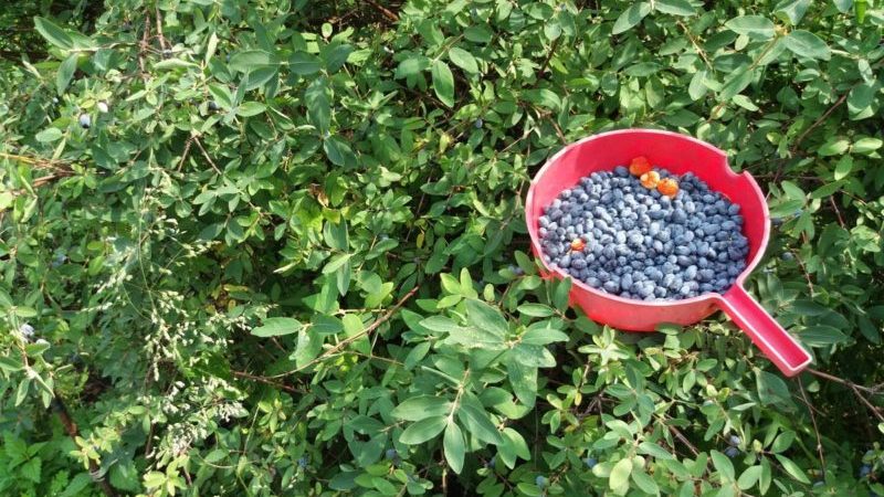 Features of caring for honeysuckle after harvest in July