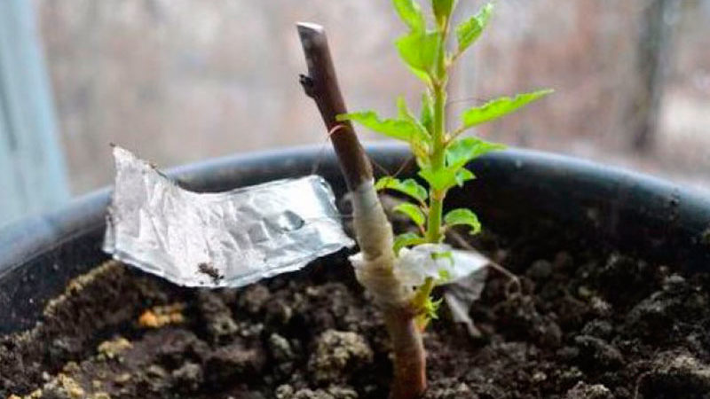 Breeding rules for cherry plum cuttings in summer and the stages of growing a tree from a twig