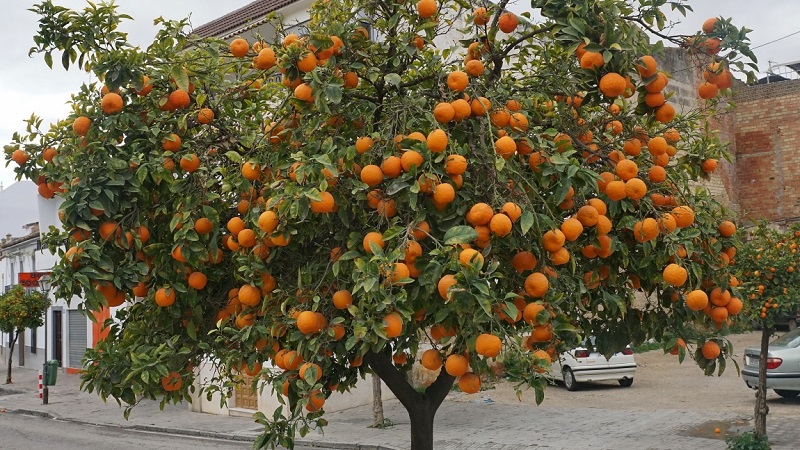 Citrus harvest: when oranges ripen around the world