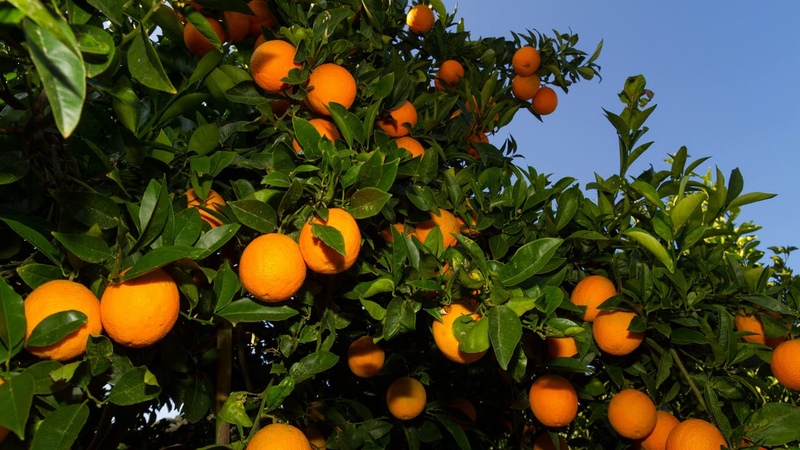 Citrus harvest: when oranges ripen around the world