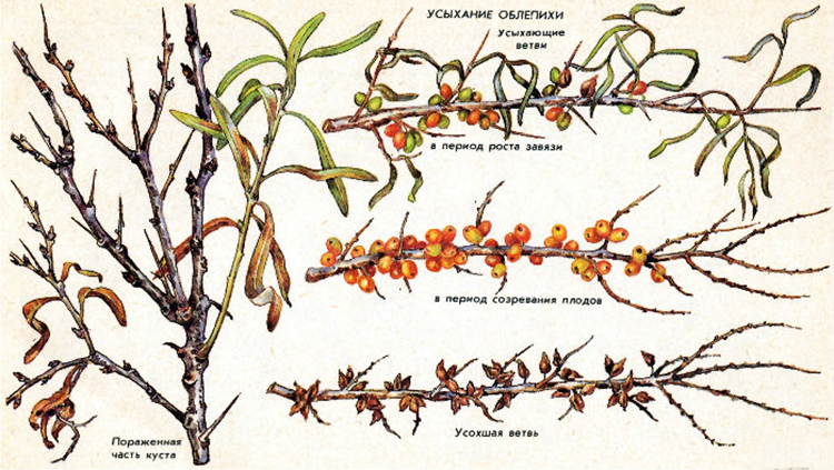 How to find out why sea buckthorn leaves turn yellow in summer and eliminate the cause of the problem