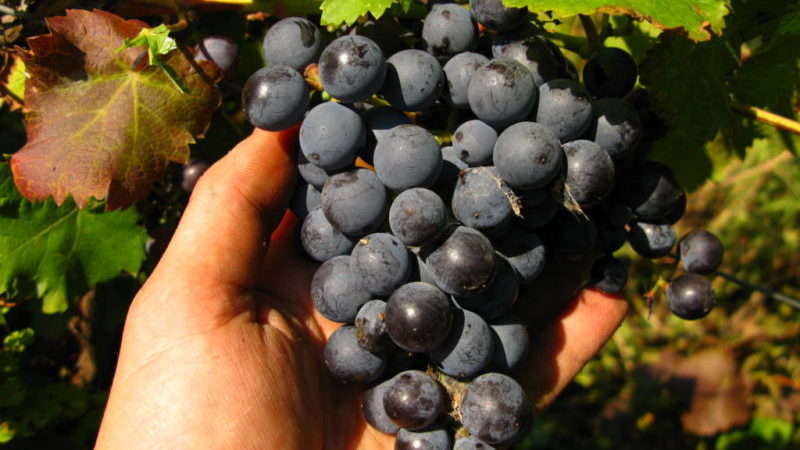Overview of the Violet early grape variety and features of its cultivation
